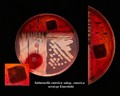 salmonella enterica